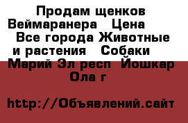 Продам щенков Веймаранера › Цена ­ 30 - Все города Животные и растения » Собаки   . Марий Эл респ.,Йошкар-Ола г.